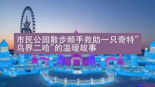 市民公园散步顺手救助一只奇特"鸟界二哈"的温暖故事